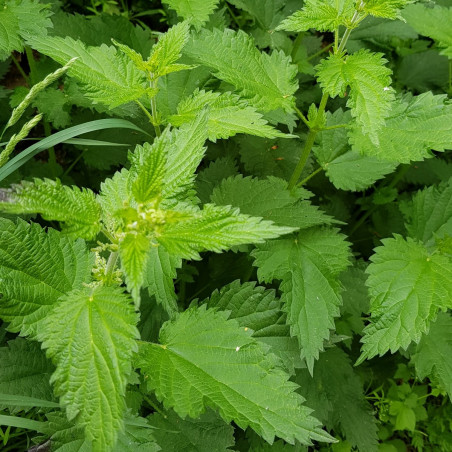 Graines D Ortie Semer Semences D Urtica Dioica V G Tal Local