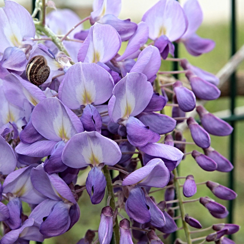 Graines De Glycine Du Japon Semences De Wisteria Floribunda