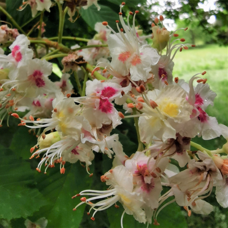 Graines De Marronnier Commun Semences D Aesculus Hippocastanum