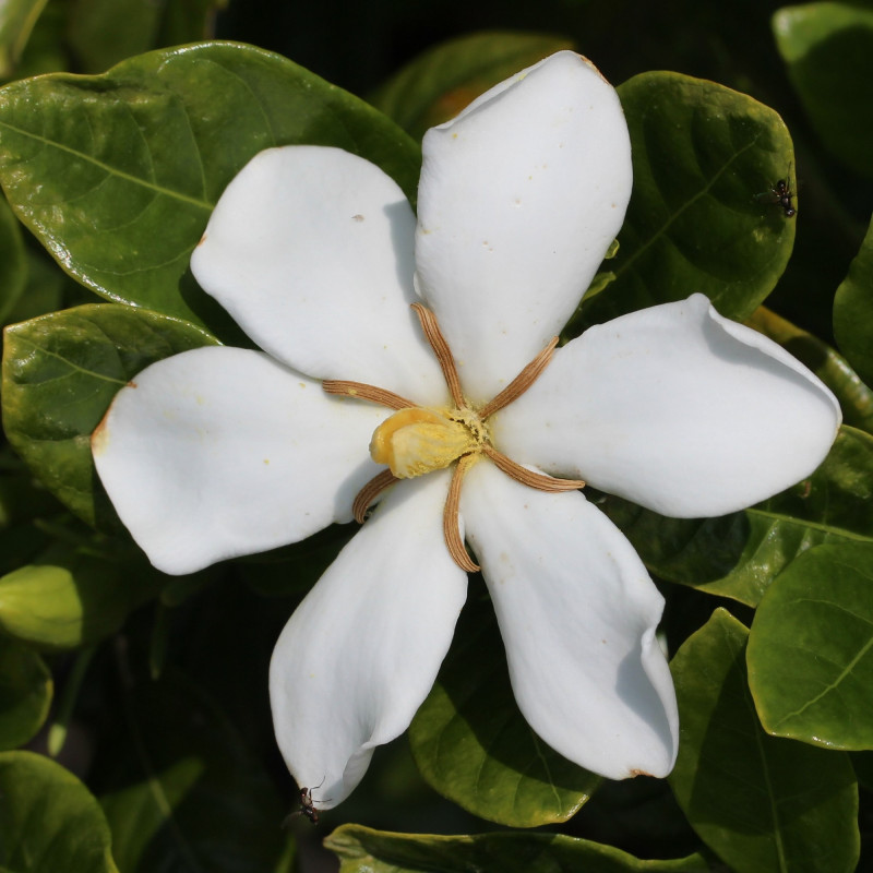 Graines De Jasmin Du Cap Semences De Gardenia Jasminoides