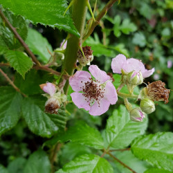 Rubus fruticosus Semences du Puy