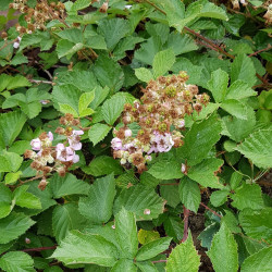 Rubus fruticosus Semences du Puy