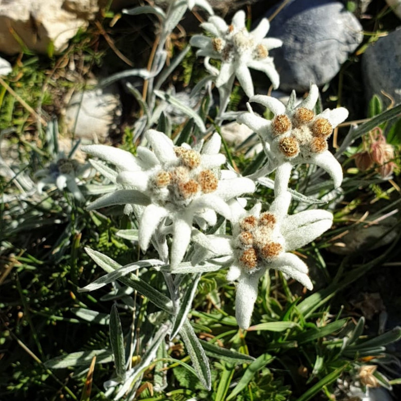 Leontopodium alpinum Semences du Puy Leontopodium alpinum Semences du Puy