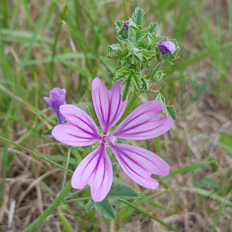 Malva sylvestris Semences du Puy Malva sylvestris Semences du Puy