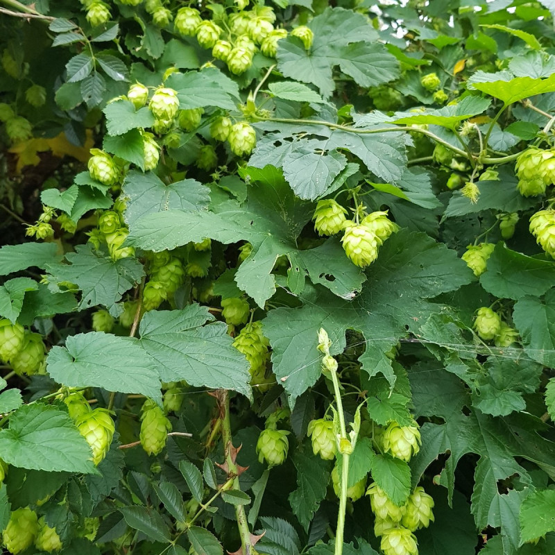 Graines Houblon SAFLAX - Humulus Lupulus - 50 Graines - Pour Bière Ou Décoration