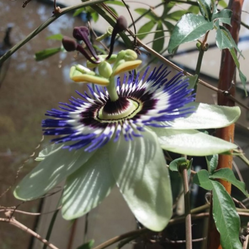 Graines De Passiflore Bleue Semences De Passiflora Caerulea 2916