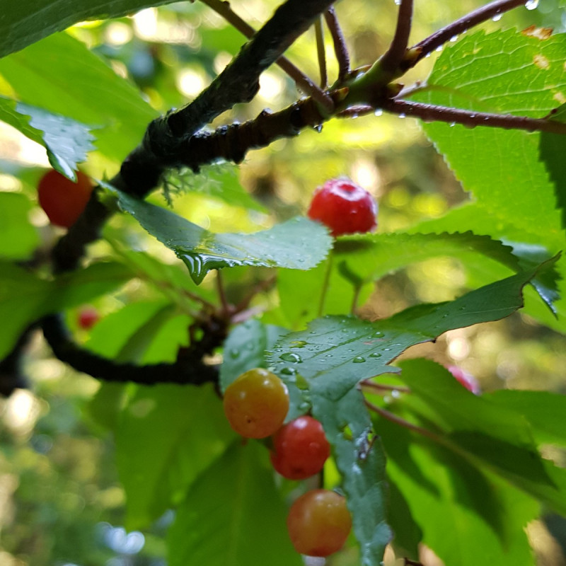 Prunus avium Semences du Puy