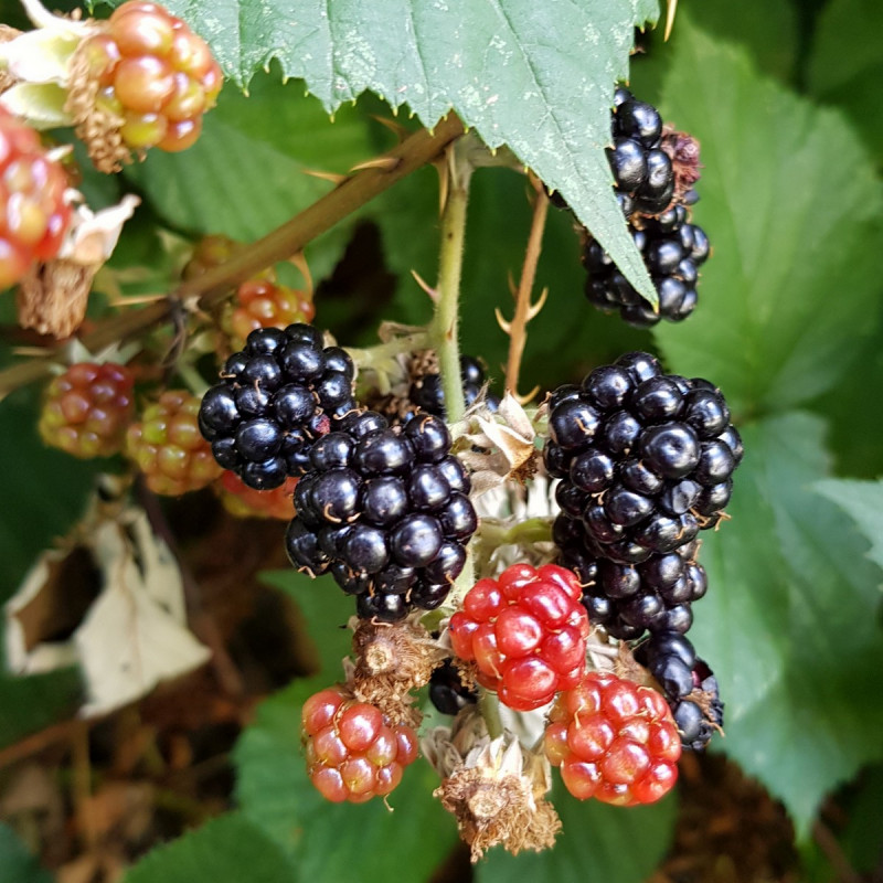 Rubus fruticosus Semences du Puy