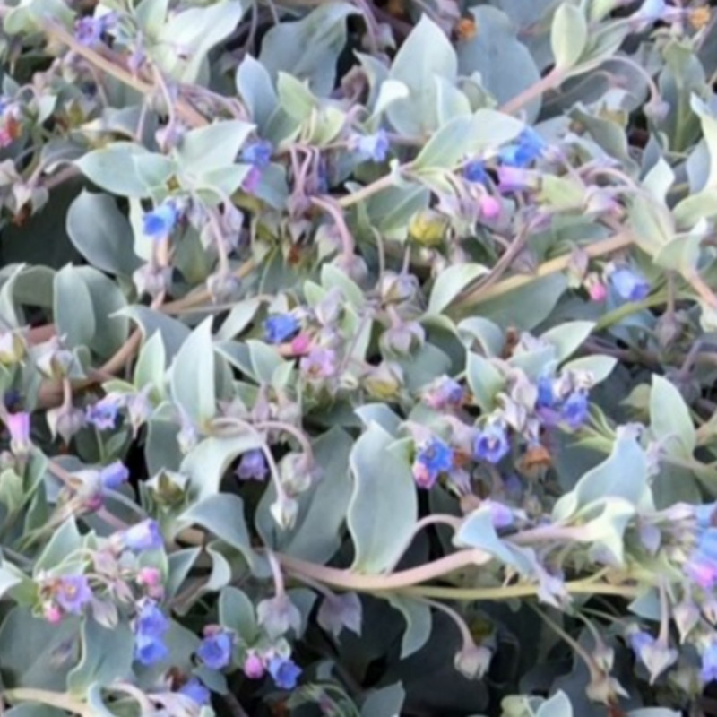 Mertensia maritima Michelle Watrin pour Semences du Puy Mertensia maritima Michelle Watrin pour Semences du Puy