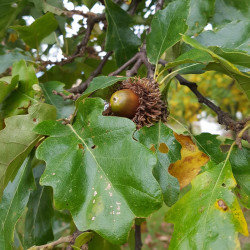Quercus Sarracenia Arbre Semences Chêne Rouge-Chênes semence brune glands lat