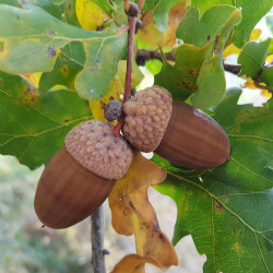 Quercus robur Semences du Puy