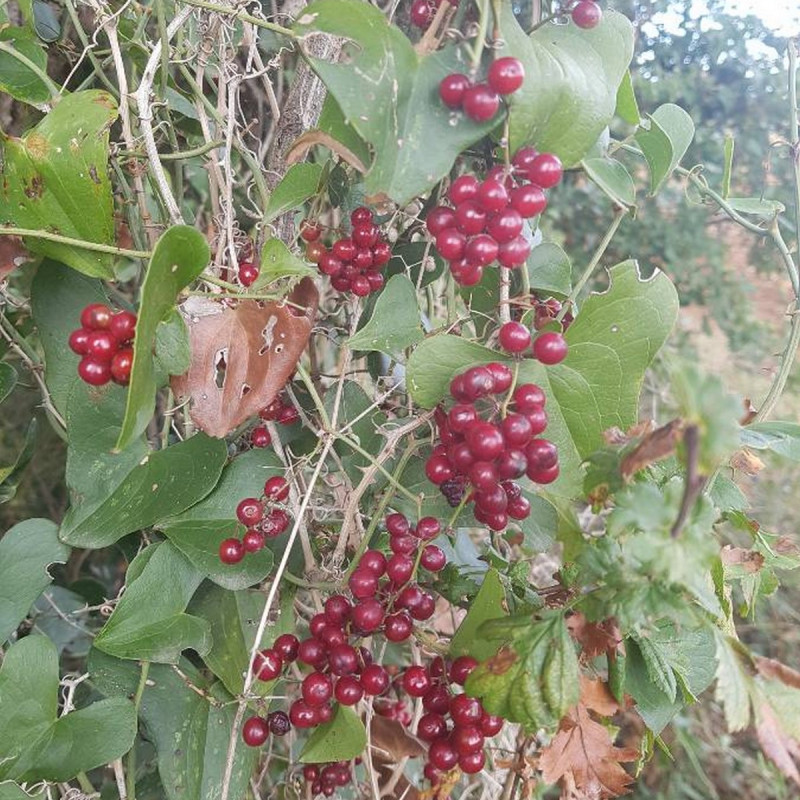 Smilax aspera Semences du Puy Smilax aspera Semences du Puy