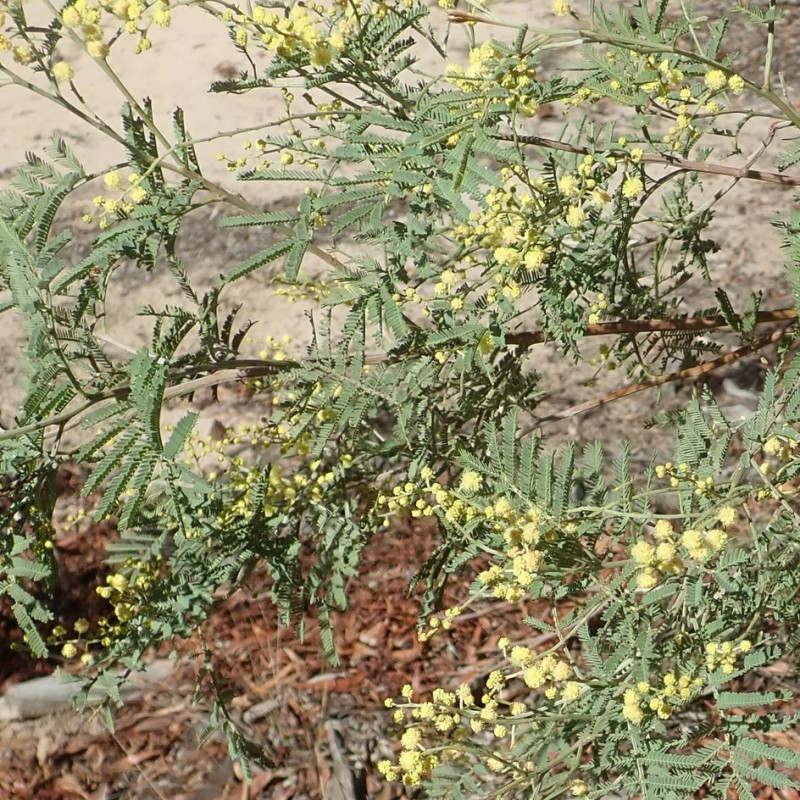Mimosa de Deane Mimosa de Deane