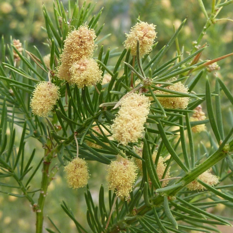 Acacia verticillata par Magnus Manske de Wikimedia commons