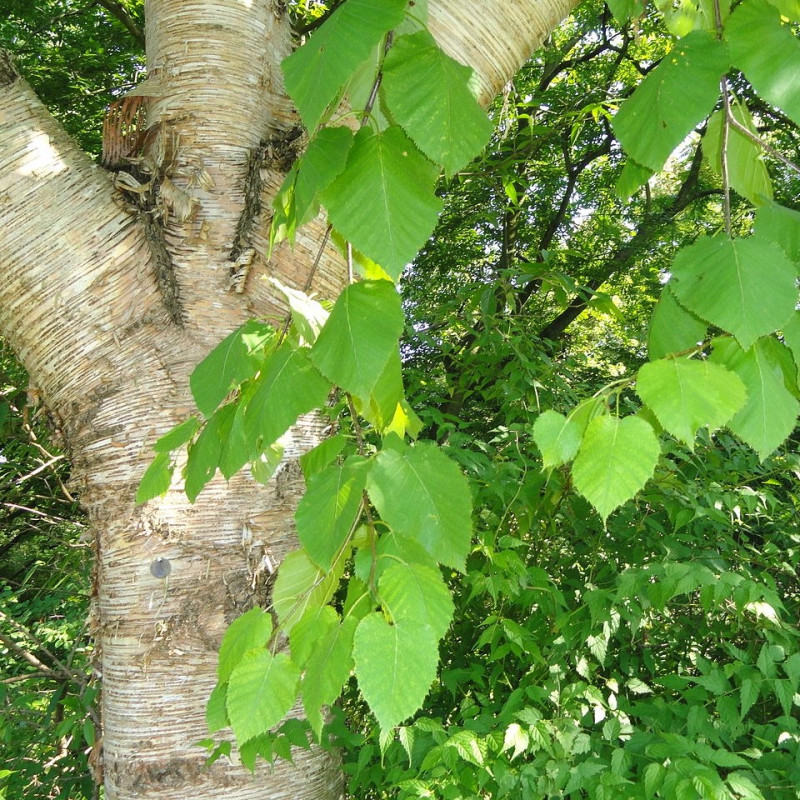 Betula maximowicziana de Daderot, CC0, via Wikimedia Commons