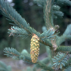 Épinette d'Engelmann de Dave Powell, USDA Forest Service, Bugwood.org, CC BY-SA 3.0 US, via Wikimedia Commons