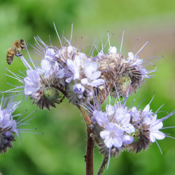 10000 graines abeilles Pâturage-Phacelia tanacetifolia épis belle rainfarn-phazelie 10000 graines abeilles Pâturage-Phacelia tanacetifolia épis belle rainfarn-phazelie