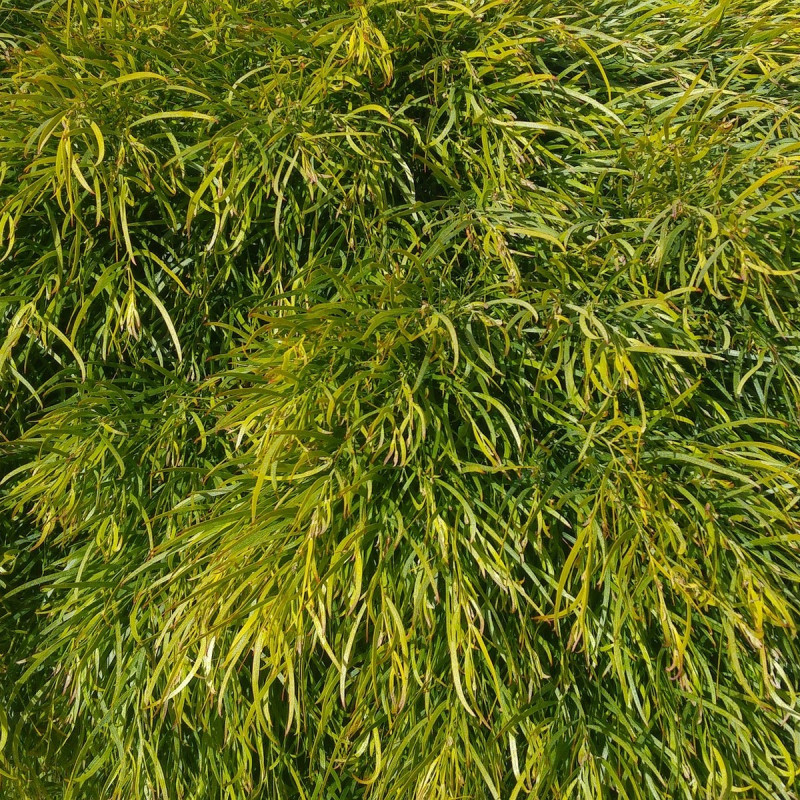 Acacia cognata par ktdragonchild de Pixabay