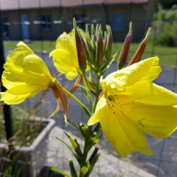 Oenothera biennis Semences du Puy