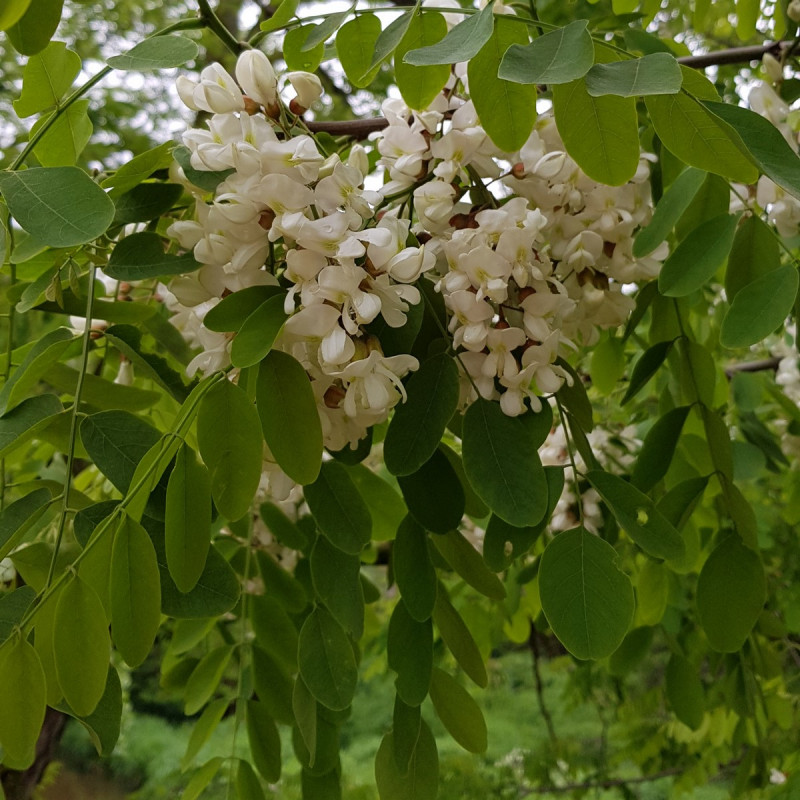 Robinia pseudoacacia Semences du Puy Robinia pseudoacacia Semences du Puy