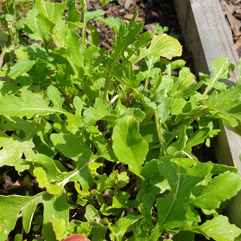 Arugula Roquette - Eruca sativa – Smart Seeds Emporium