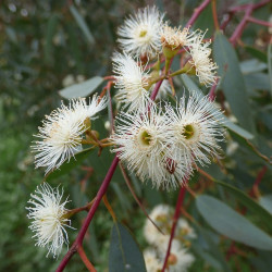 Eucalyptus camaldulensis de Thomas N., CC BY 2.5 AU, via Wikimedia Commons