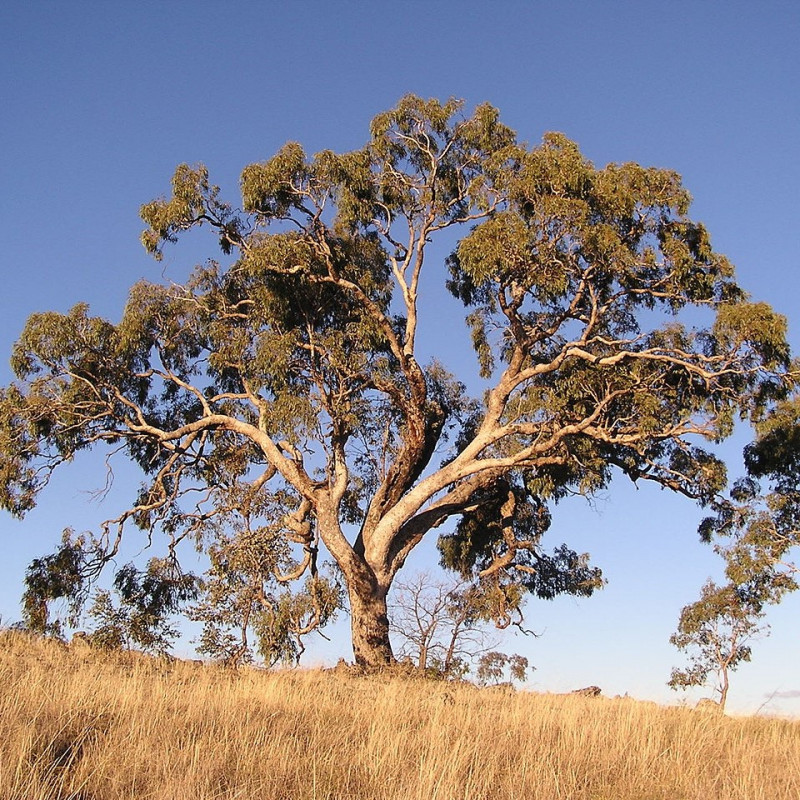 Eucalyptus bridgesiana de Matilda sur Wikipédia anglais, Public domain, via Wikimedia Commons