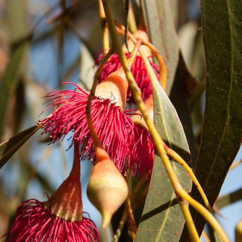 Eucalyptus leucoxylon rosea de Rexness from Melbourne, Australia, CC BY-SA 2.0, via Wikimedia Commons