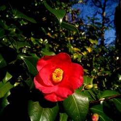 Camellia japonica par Patricia Maine Degrave de Pixabay