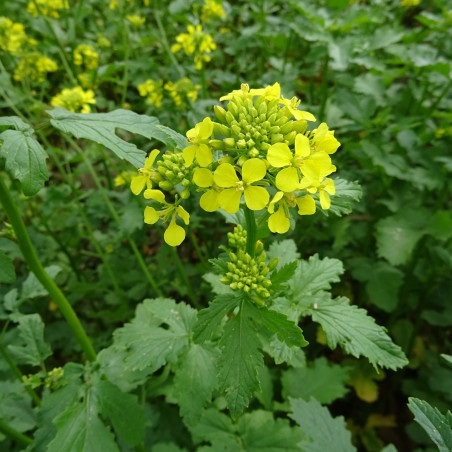 Lot 300 gr - Le Grenier d'Abondance - ENGRAIS VERT Phacelie Lilla, Sinapsis Alba, Lin vivace bleu - Jardin