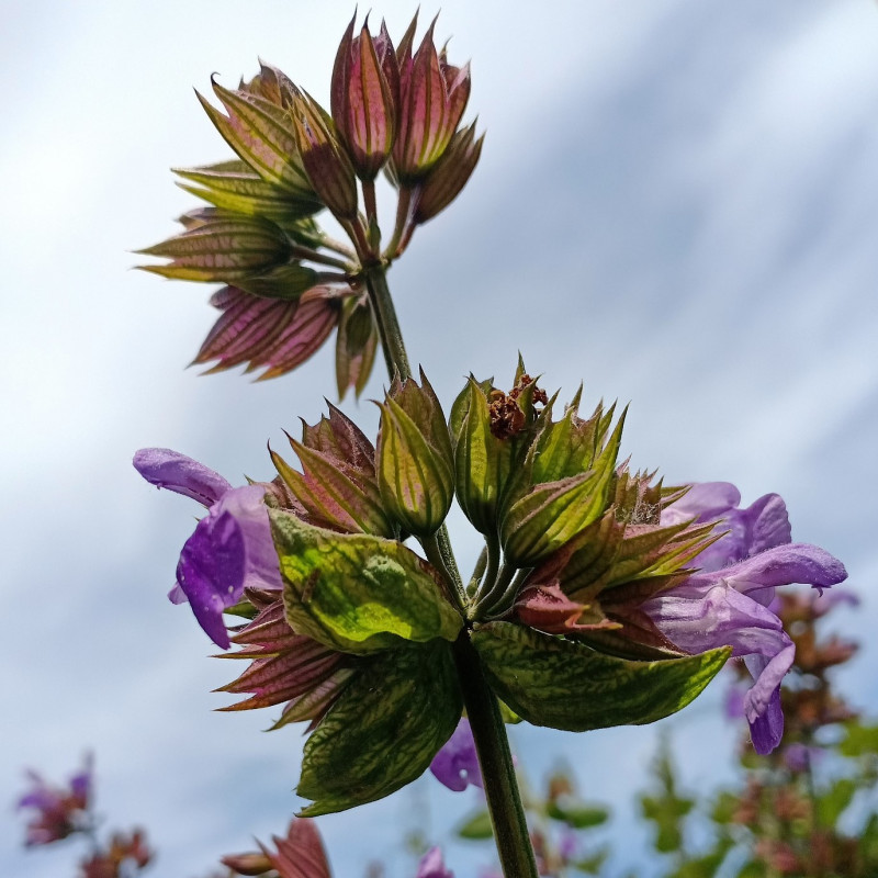 Salvia officinalis par J Wberg de Pixabay