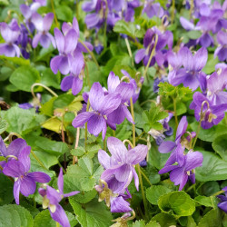 Viola odorata Semences du Puy