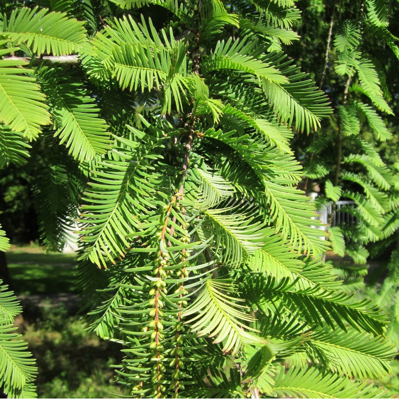 Metasequoia glyptostroboides par WikimediaImages de Pixabay