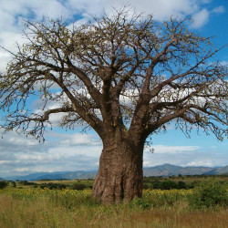 Baobab par jensfriislund de Pixabay