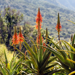 Aloe arborescens par Erica Devenish de Pixabay