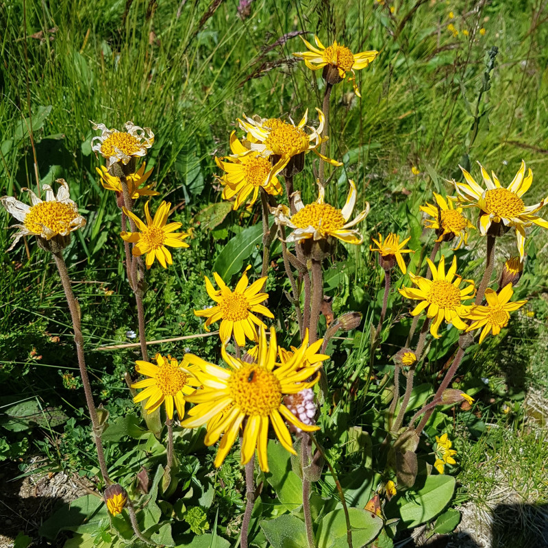what is arnica montana