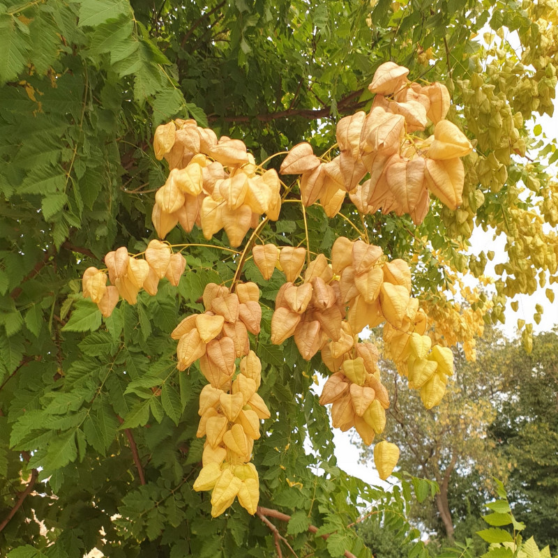 15 Graines De Savonnier (Koelreuteria Paniculata) - Arbre Ornemental Rustique à Floraison Jaune