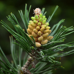Pinus ponderosa par congerdesign de Pixabay