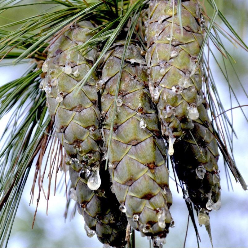 Pinus wallichiana par Andrea Bohl de Pixabay