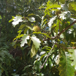 Quercus cerris Semences du Puy
