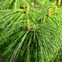 Pinus pinea par Mabel Amber de Pixabay