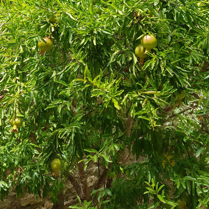 Punica granatum nana Semences du Puy