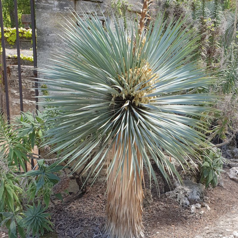 Yucca rostrata Semences du Puy