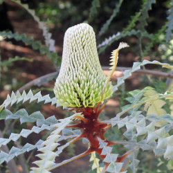 Banksia grandis par Monica Pereira de Pixabay