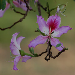Bauhinia variegatapar Amandad de Pixabay