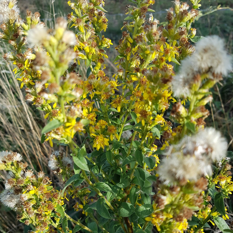Solidago virgaurea Semences du Puy Solidago virgaurea Semences du Puy