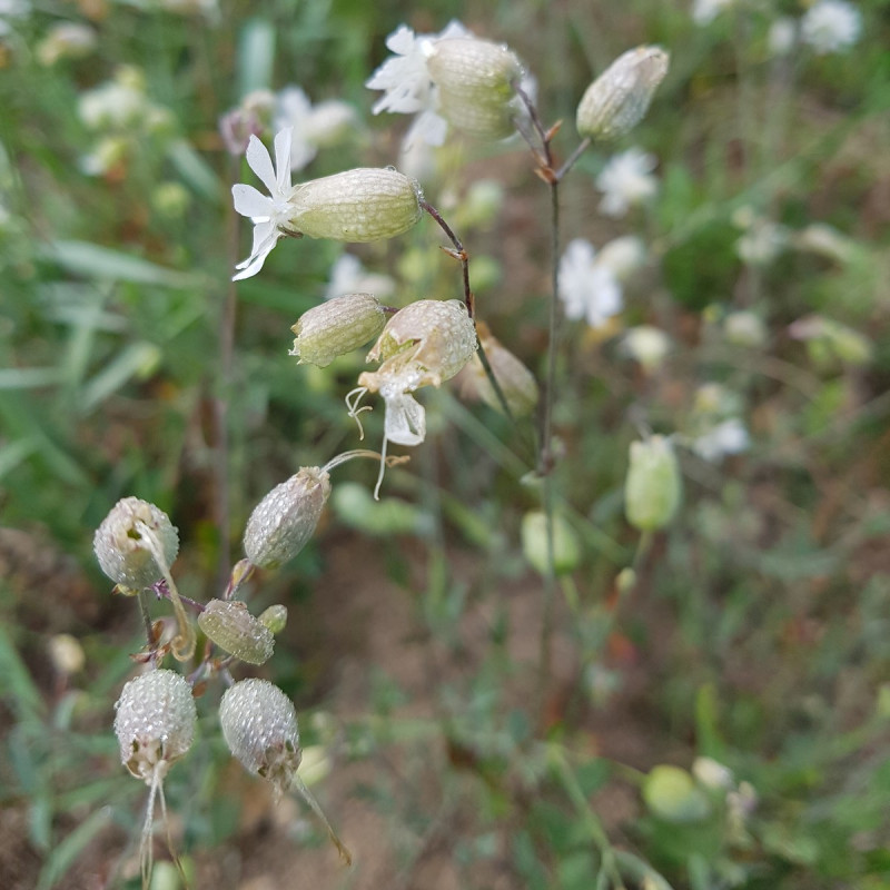 Graines de Silène enflé - Semences de Silene vulgaris - Végétal Local