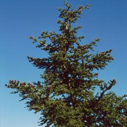 Abies cephalonica de Franz Xaver, CC BY-SA 3.0, via Wikimedia Commons