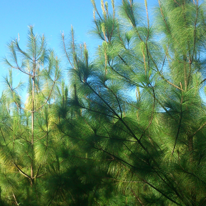 Pinus maximinoi de Granjagalatas522, CC BY-SA 3.0, via Wikimedia Commons