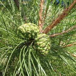 Pinus tabuliformis de Krzysztof Ziarnek, Kenraiz, CC BY-SA 4.0, via Wikimedia Commons